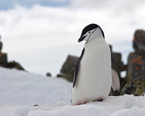 penguin
