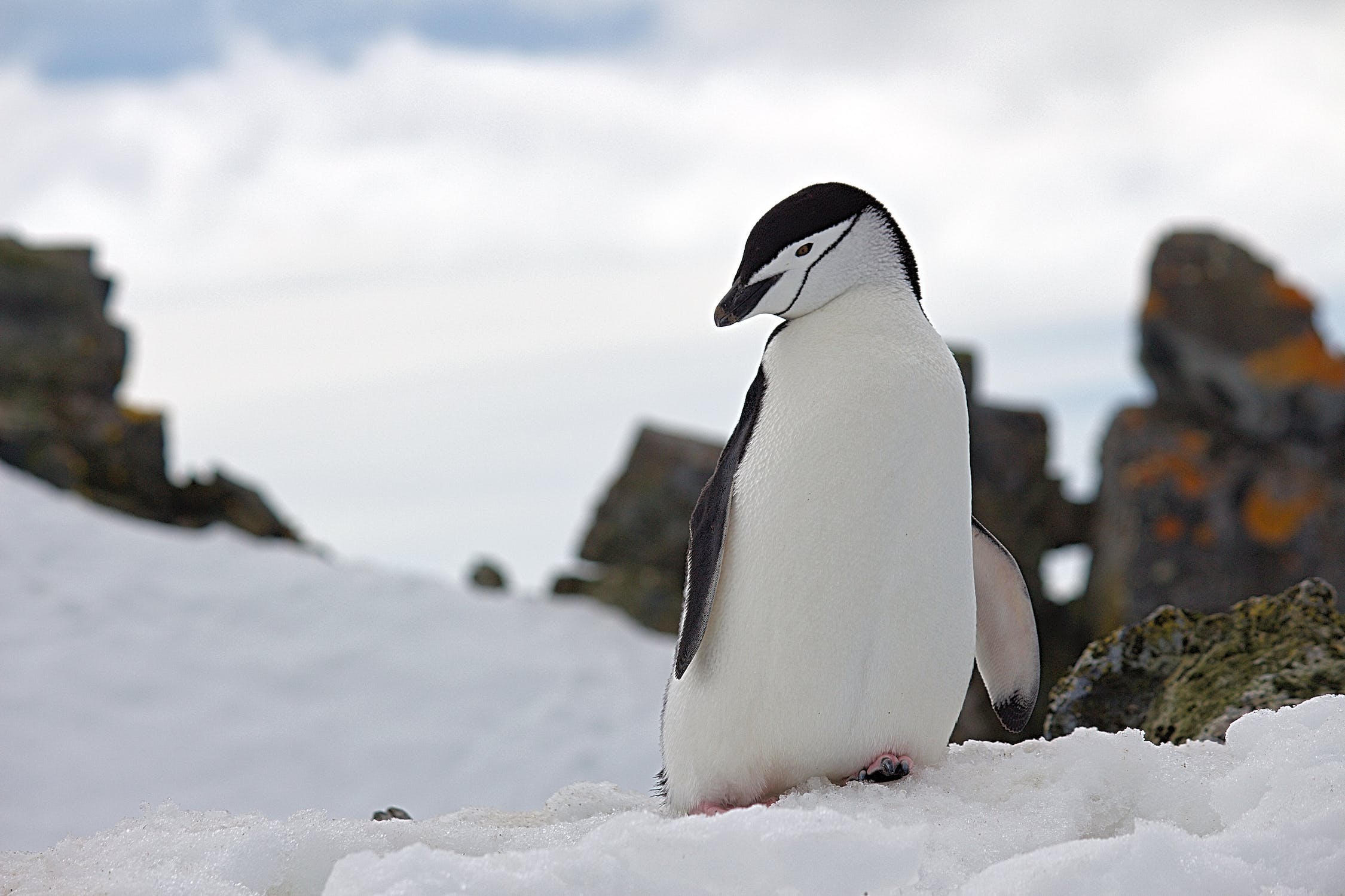 penguin