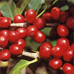 kona-coffee-beans
